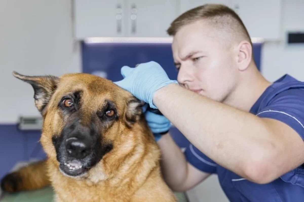    Жителям Бийска напомнили о необходимости чипирования собак