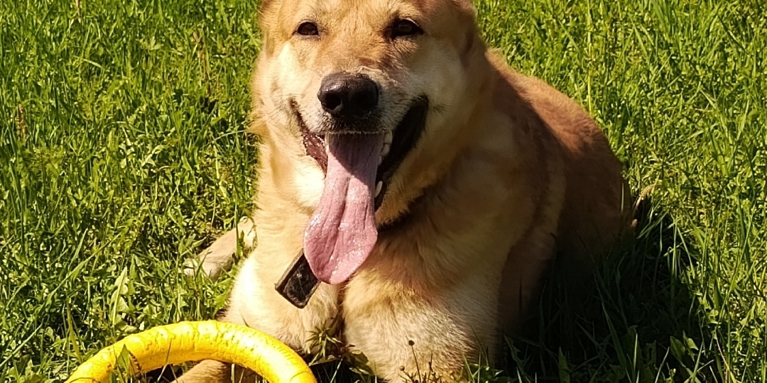 Грин- четыре года был домашним, а сейчас живет в приюте