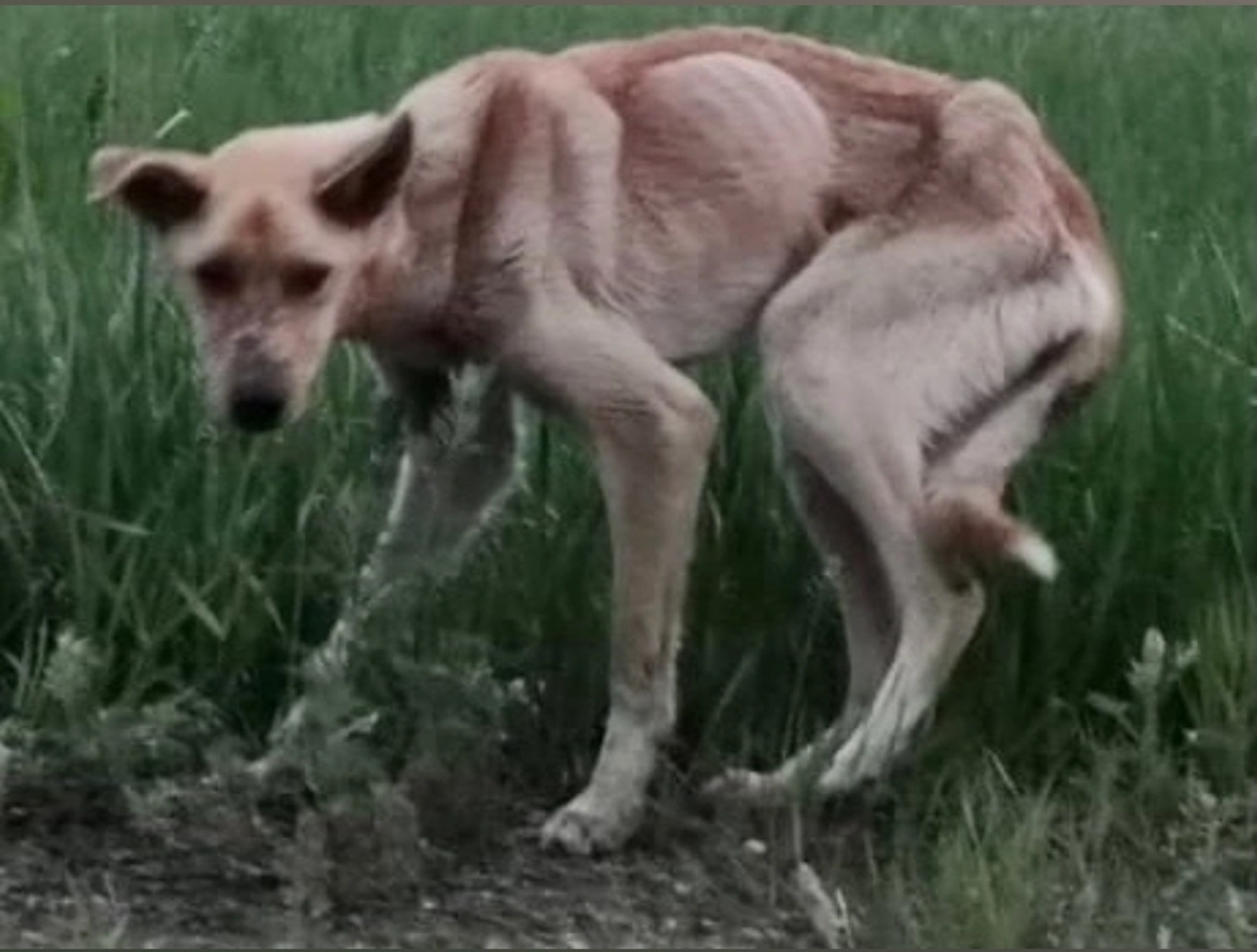 Фото от волонтёра, обнаружившего Паскаля.
