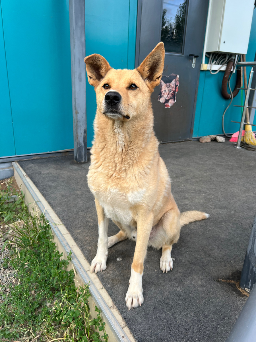 Сейчас Паскаль выглядит так.