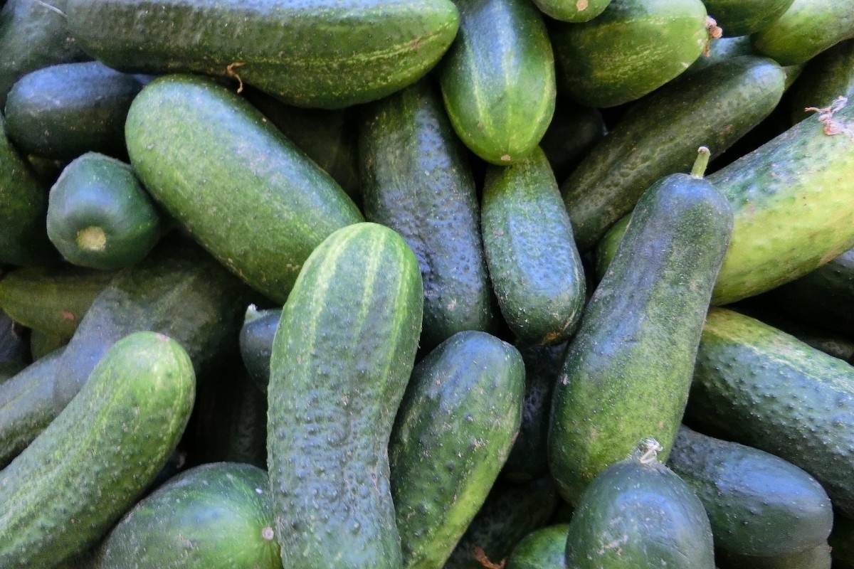    Фото: lbokel / Pixabay.com