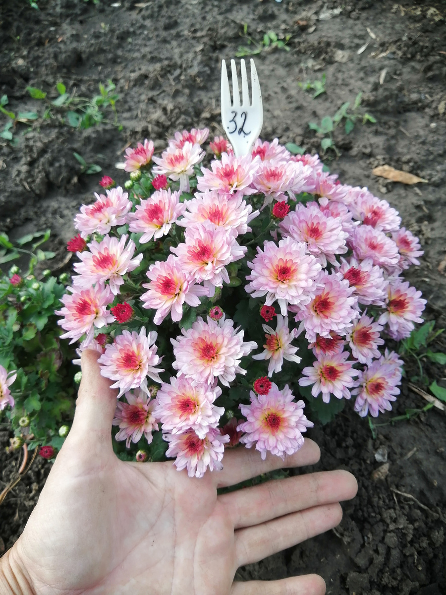 Эта грунтовая хризантема была посажена в июле. Цветение сентябрь