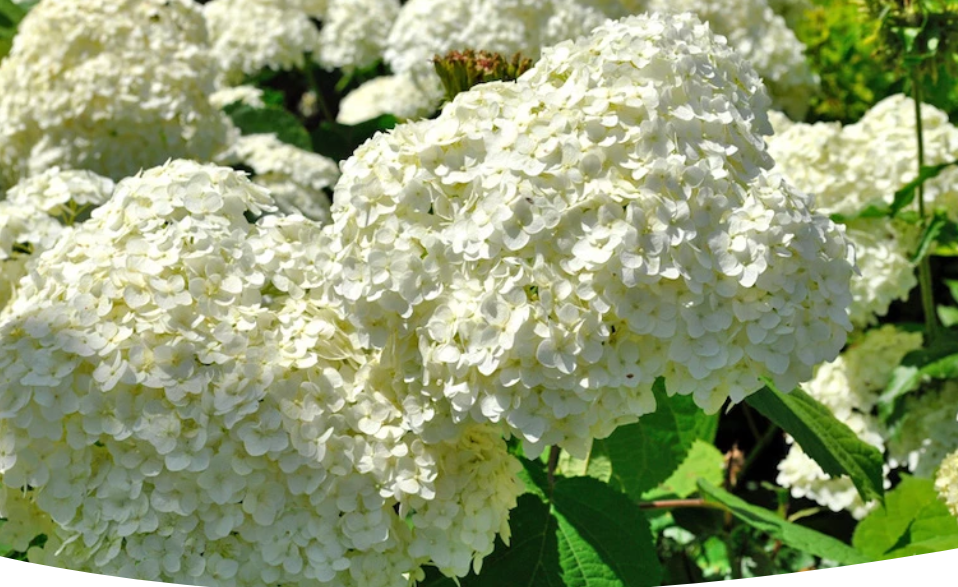 Гортензия древовидная