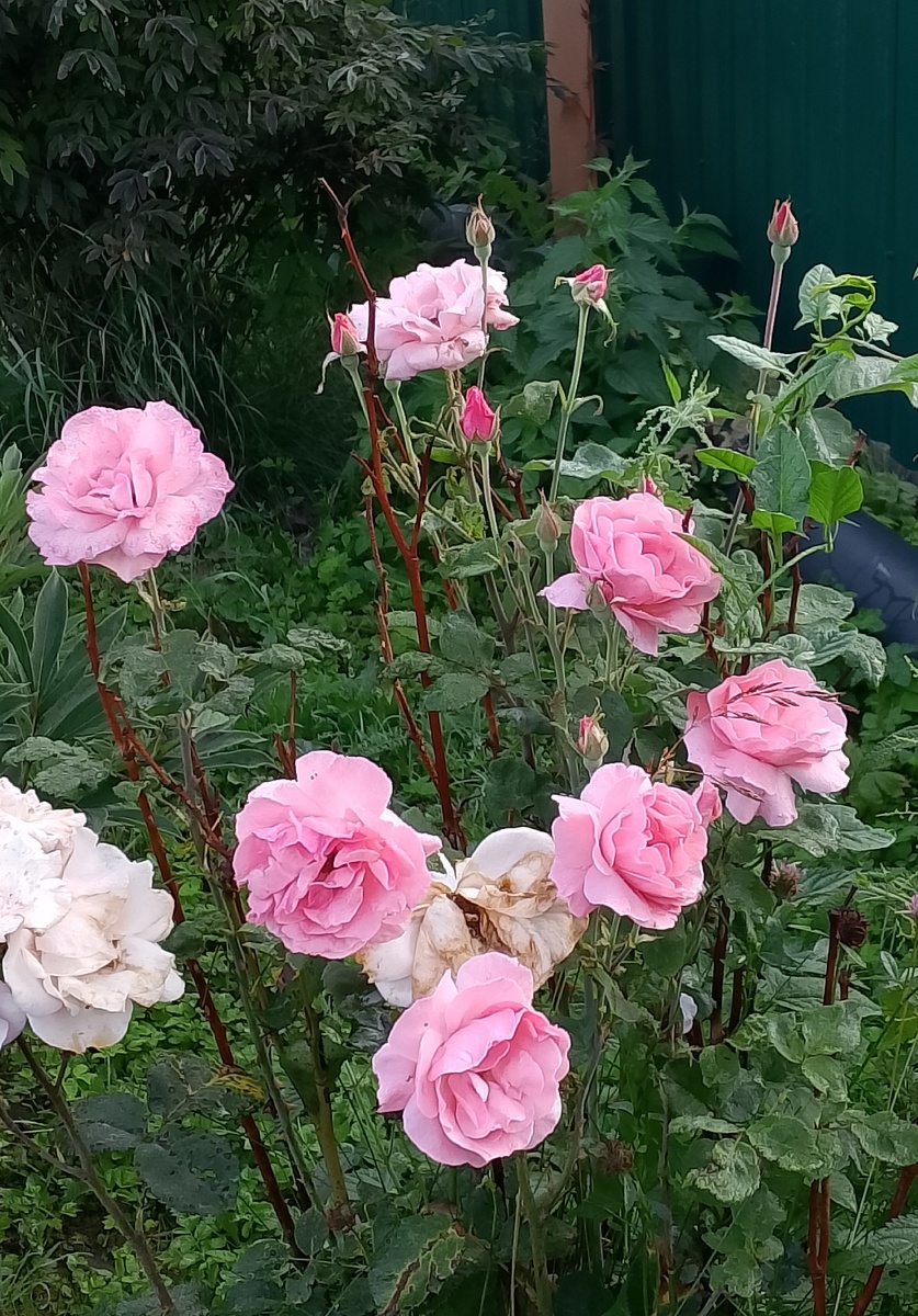 моя любимая розовая роза