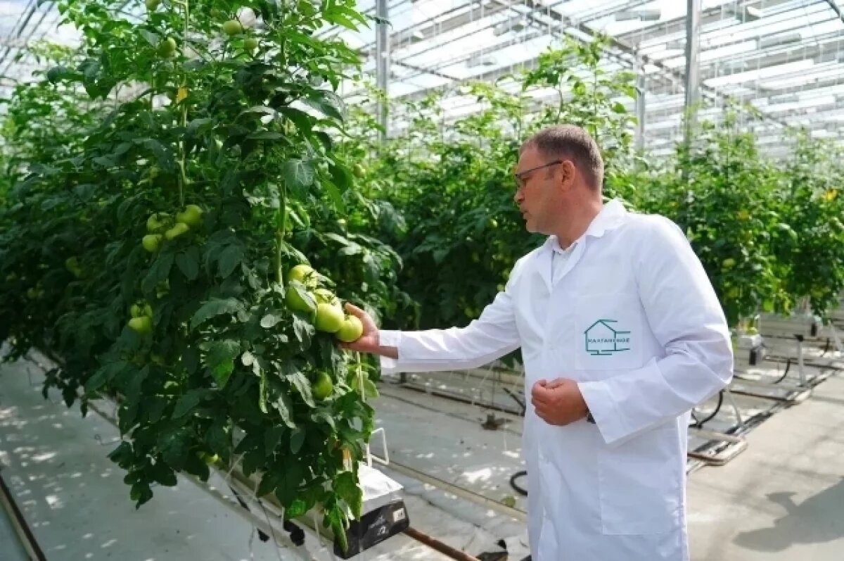    В Калтане будут расширять производство помидоров, огурцов и зелени