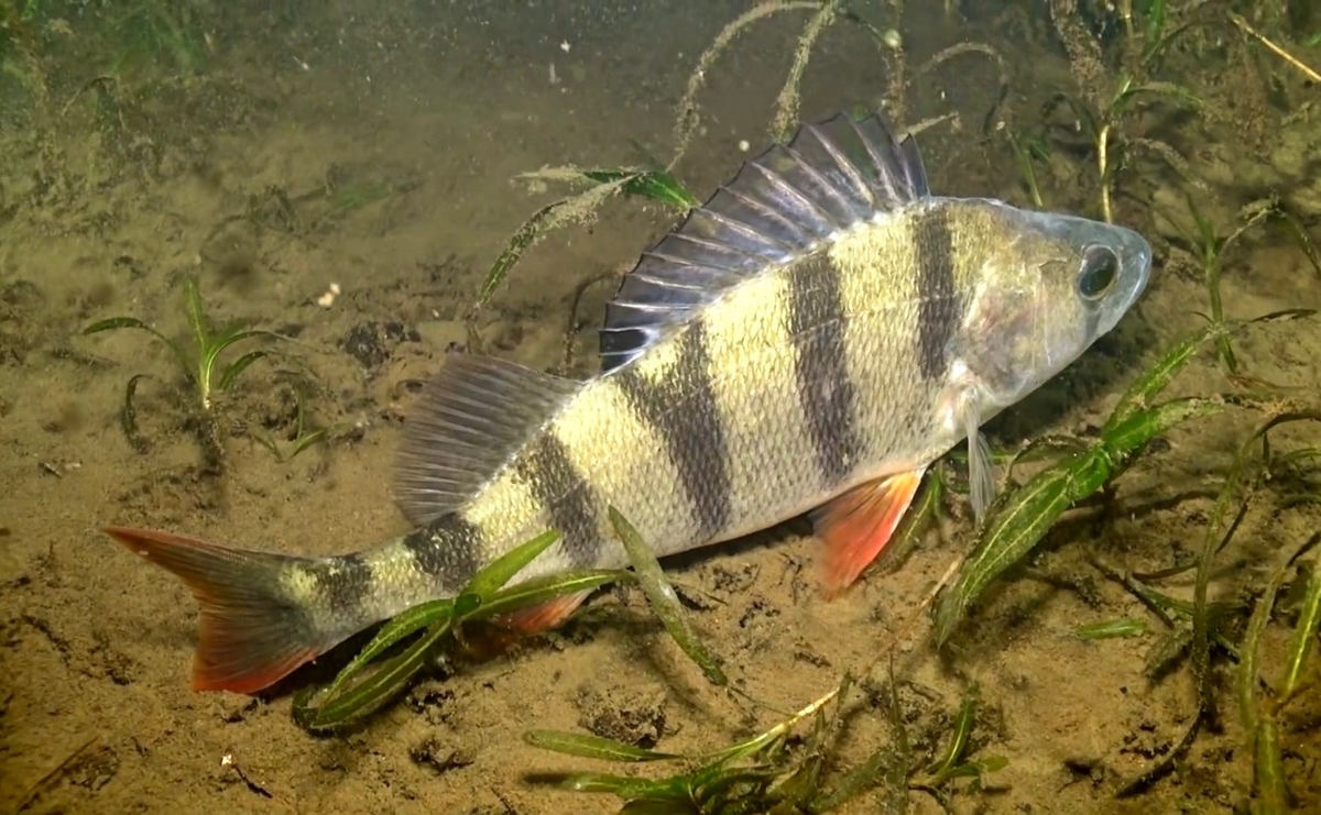 Окунь – распространенный и хорошо известный вид рыб, но даже о нем есть интересные факты, о которых вы, возможно, не знали: