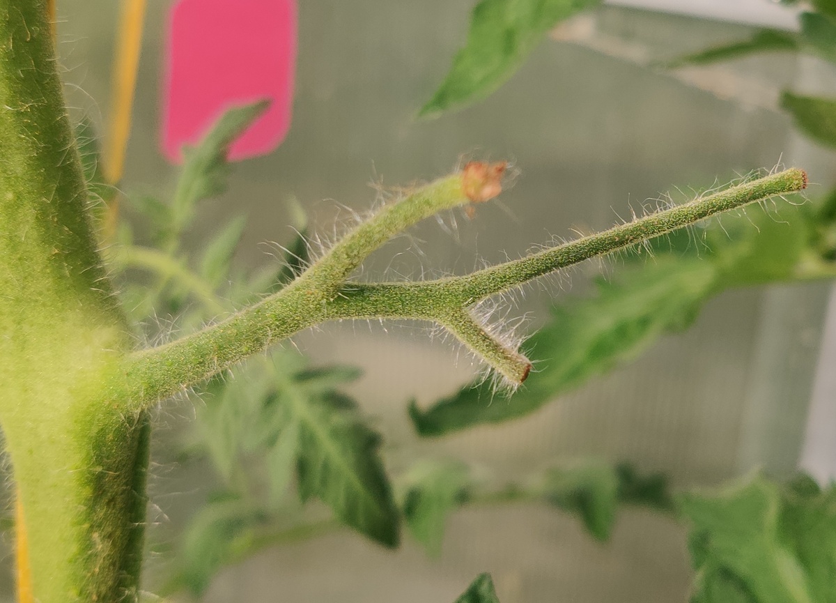 Это была цветущая кисть...