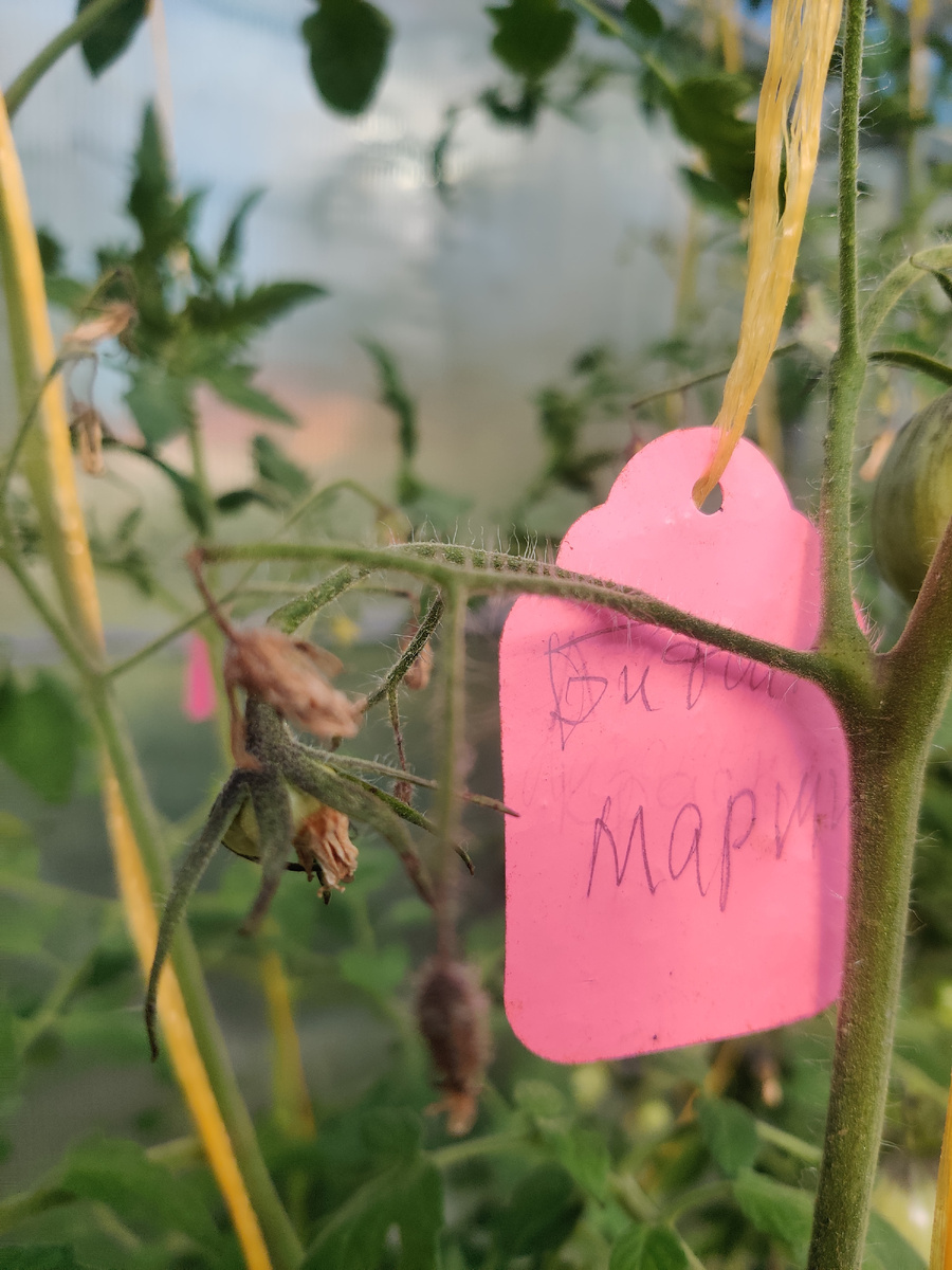 Из шести цветочков завязался только один