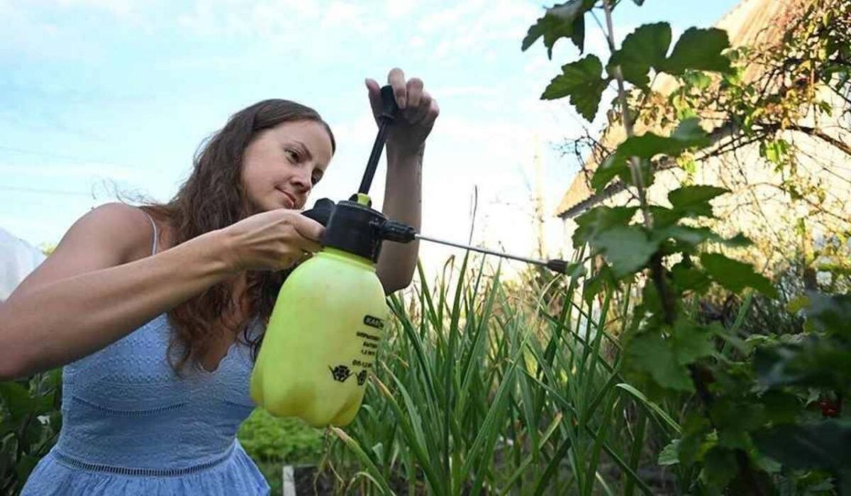     Обработка растений. Источник: kp.ru Автор фото: Евгения Гусева