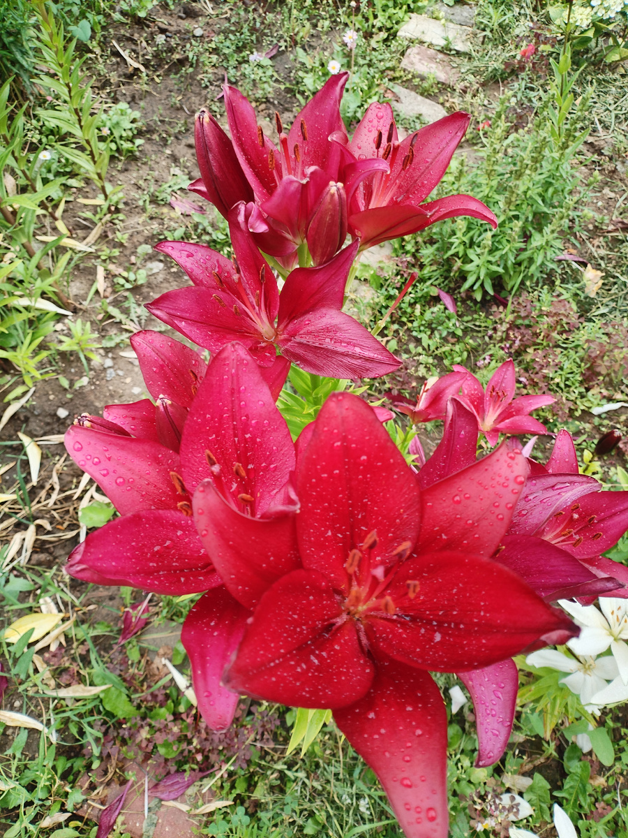 Лилии бордовые Фото @nellielisova 