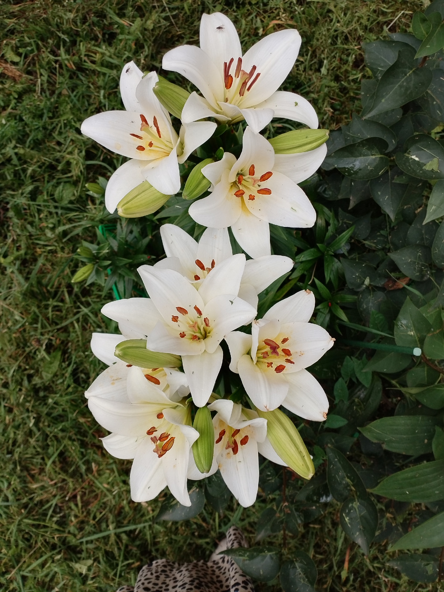 Белые лилии Фото @nellielisova 