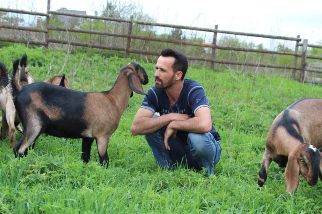    В КФХ Евгения Гнутова 120 нубийских коз. В хозяйстве их ценят за качество молока, которое идеально подходит для приготовления сыра. Фото Натальи Львовой и из личного архива Евгения Гнутова. Знамя Труда