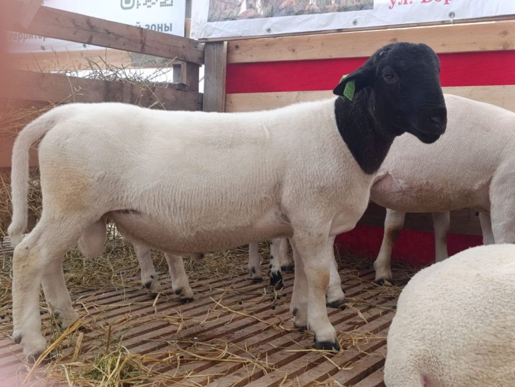    Дорперы — южноафриканская порода овец. Они легко приспосабливаются к любому климату. «Выпускники» фермы Гнутова благополучно обитают не только на юге, но и на севере страны. Даже до Камчатки доехали Знамя Труда