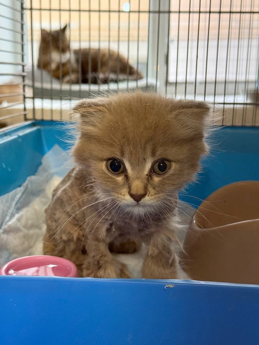 Забавный и внимательный Мавр. Фото из архива автора