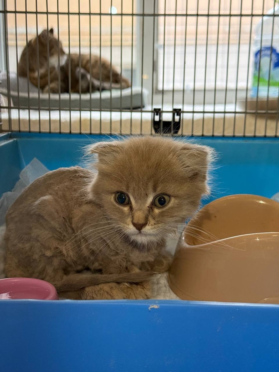 Дяденька, не вы ли мой хозяин? Нет?! Тетенька, а может вы?! Фото из архива автора