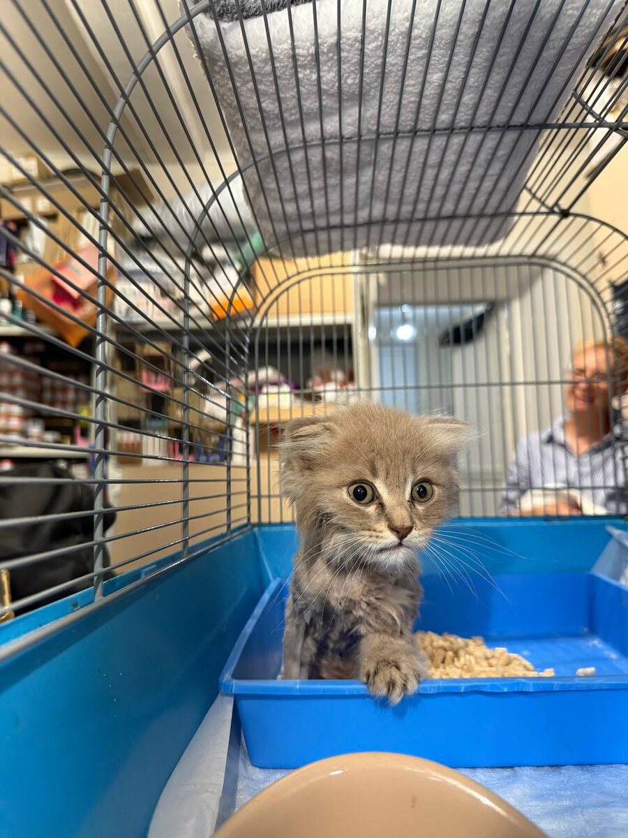 Я хороший во всех отношениях, но главное: я приучен к лотку и  у меня отменный аппетит. Фото из архива автора