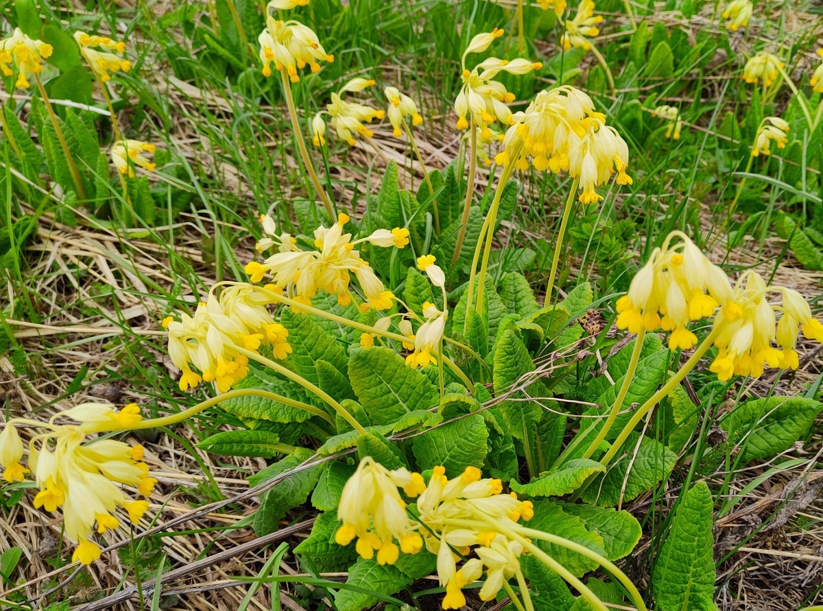 Автор фото: Максим Кучанский
