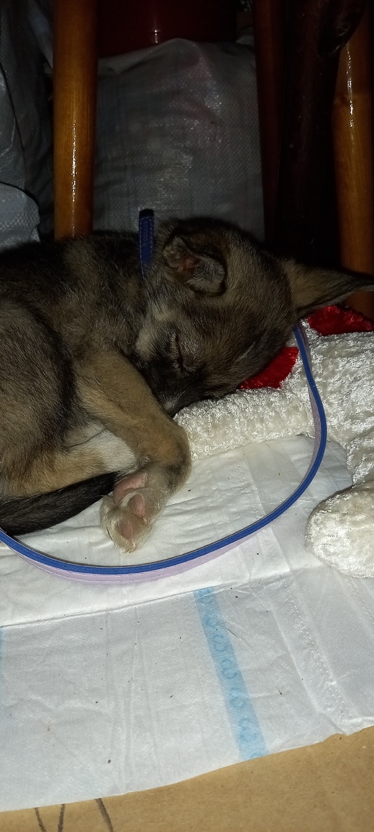 Просто пришла и устроилась спать в гараже