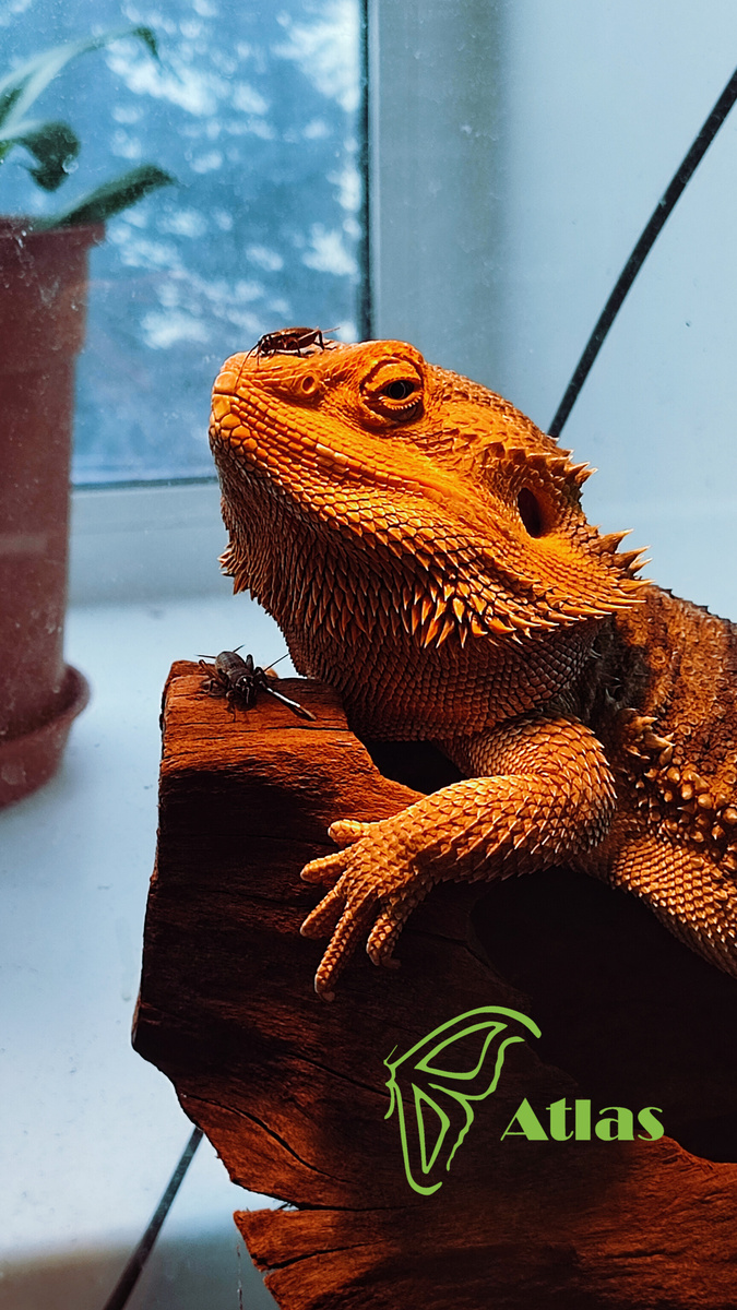 Это Гоша, верный друг Ярославы))) 