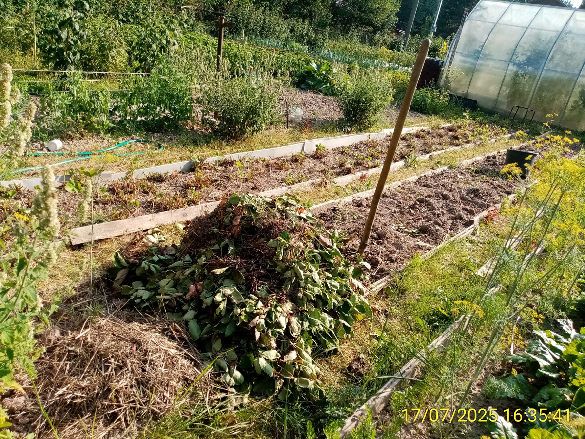 Ликвидированная ягодная грядка, где будут чеснок и лук