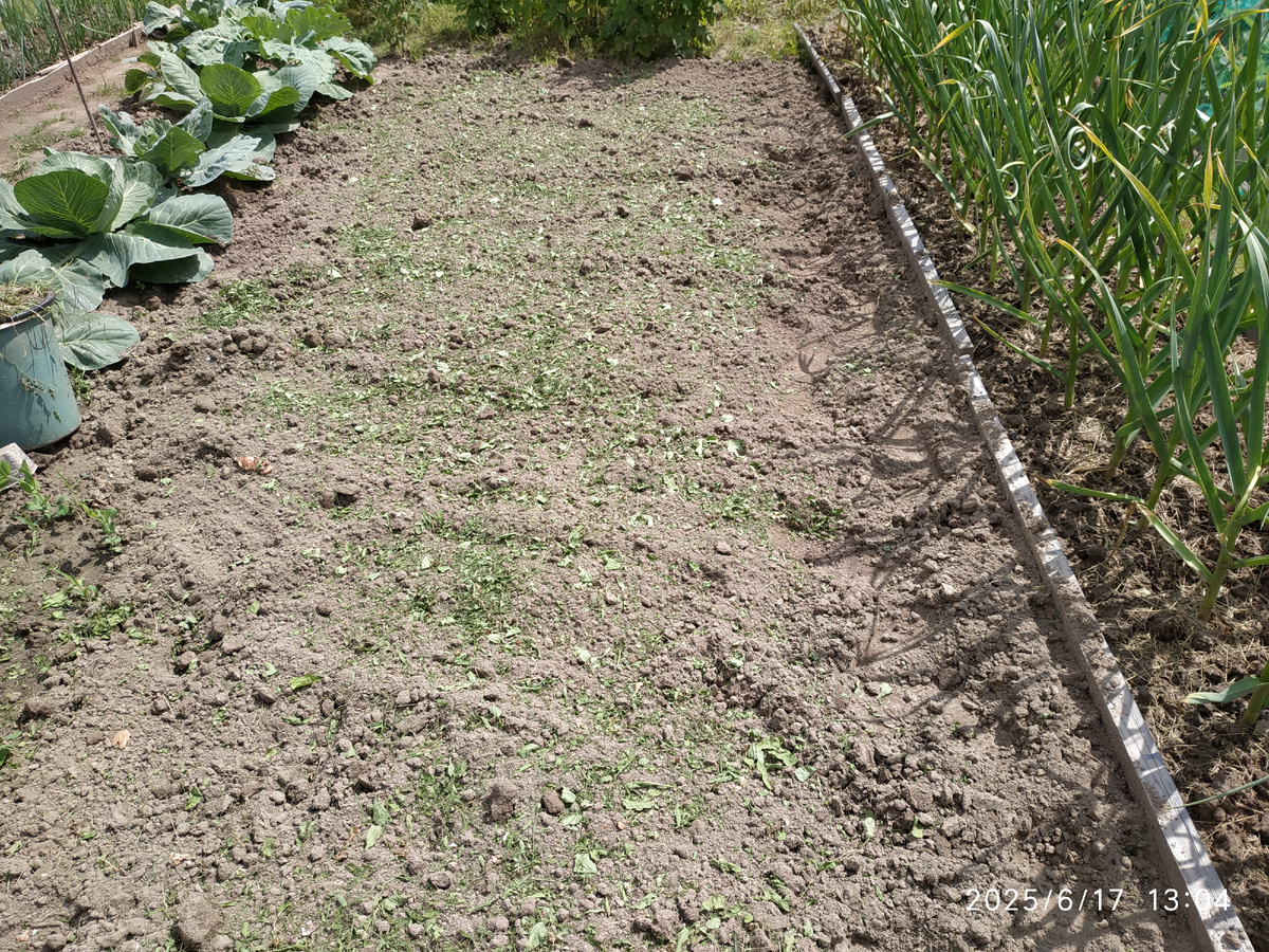Чесночная грядка и кусочек чёрного пара