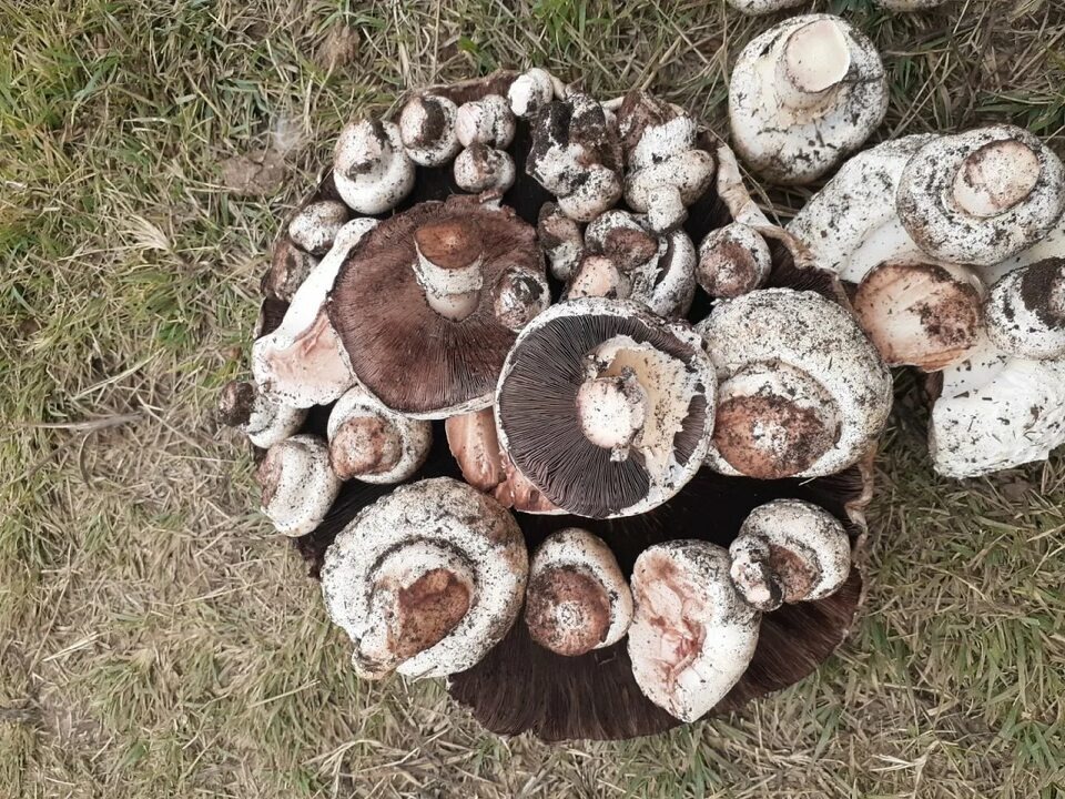 Шампиньоны. Фото с интернета. 