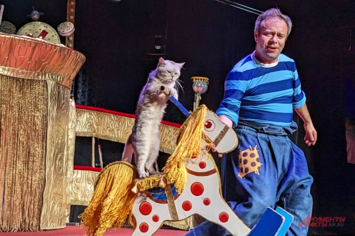    Куклачев рассказал о новых обитателях театра кошек из зоны СВО