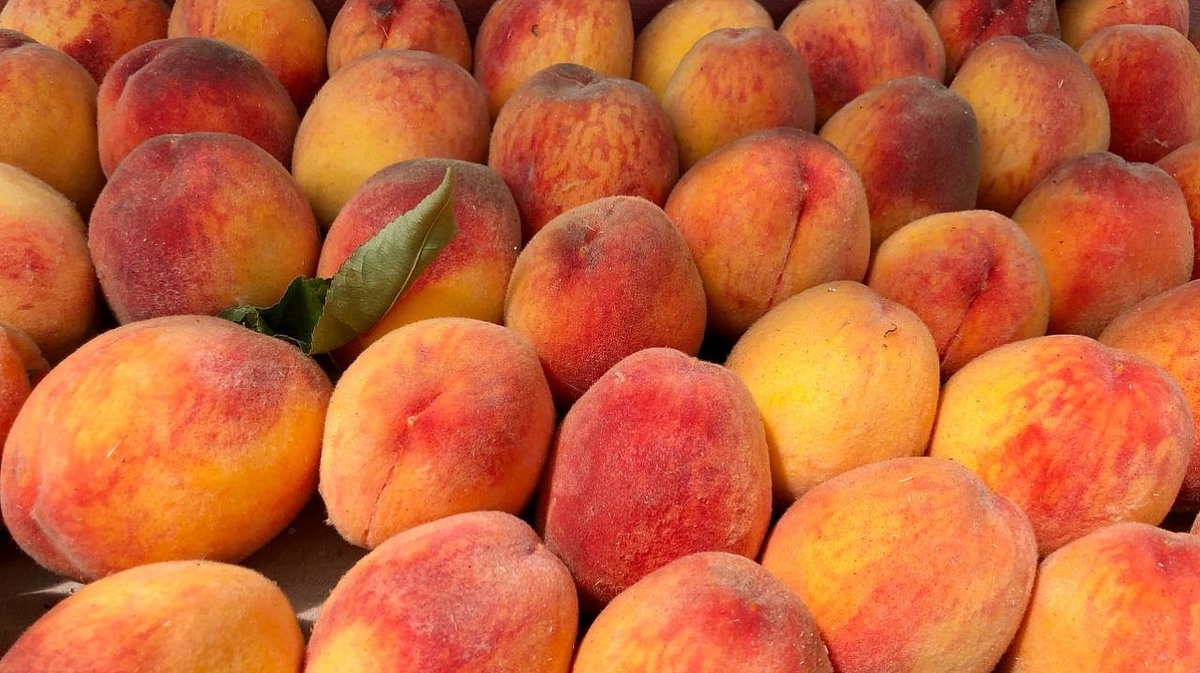     Фото: Пресс-служба администрации Краснодара