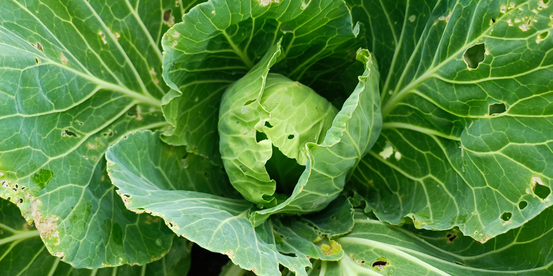 Нужно ли удалять нижние листья у белокочанной капусты во время формирования кочана