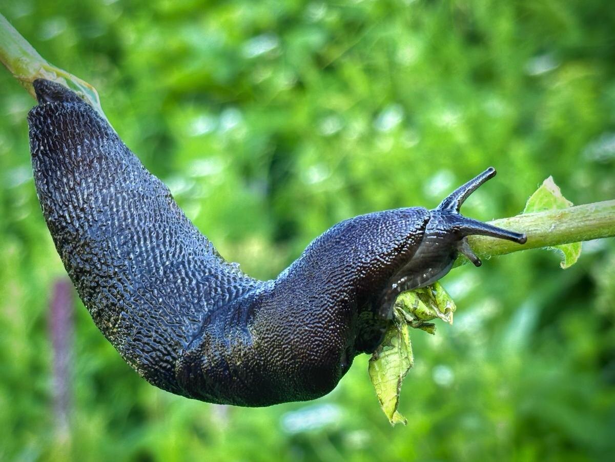    Фото: Telegram/Сочинский национальный парк