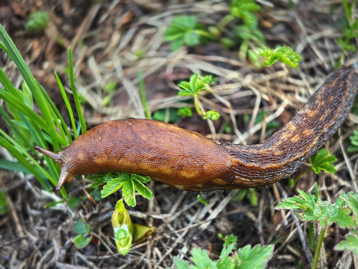    Фото: Telegram/Сочинский национальный парк