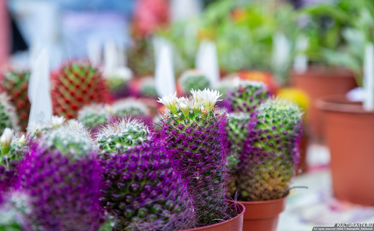Фото: Александр Непогодин