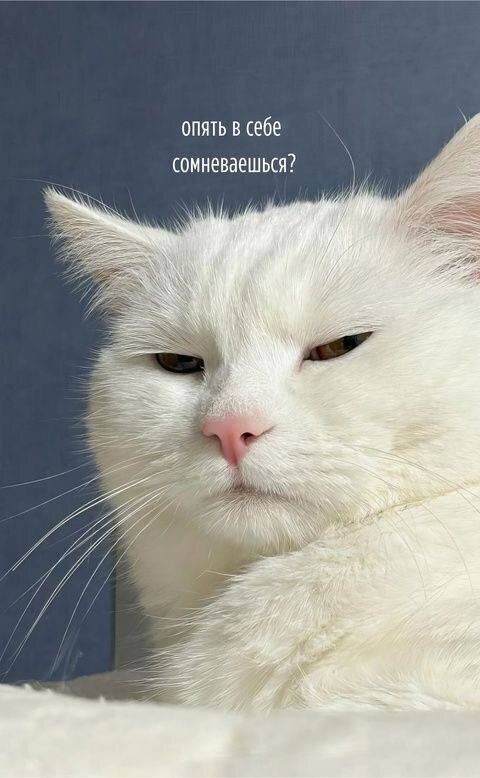 Картинка из интернета