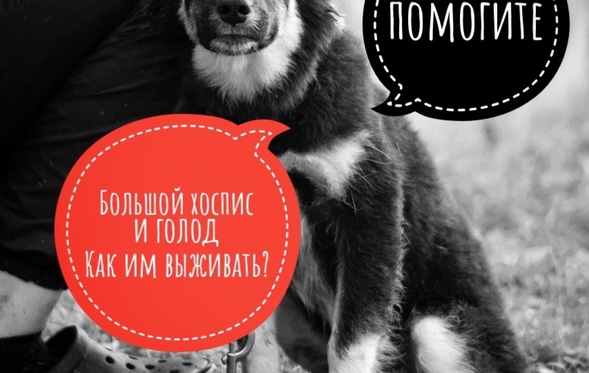 ЛЮДИИИИ, у нас НЕТ корма, ХОСПИС с пустыми мисками сегодня!
