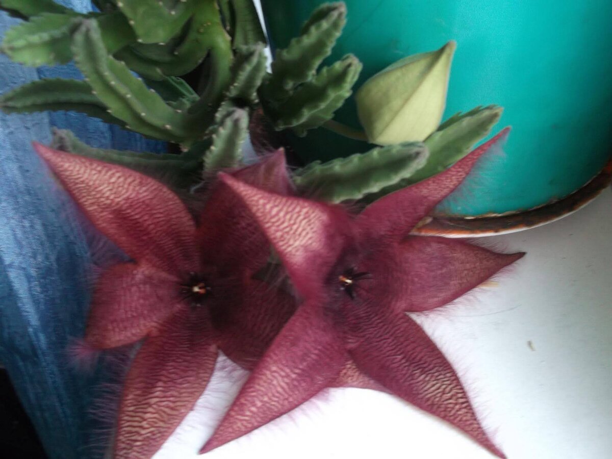 Фото автора Стапелия Грандифлора 