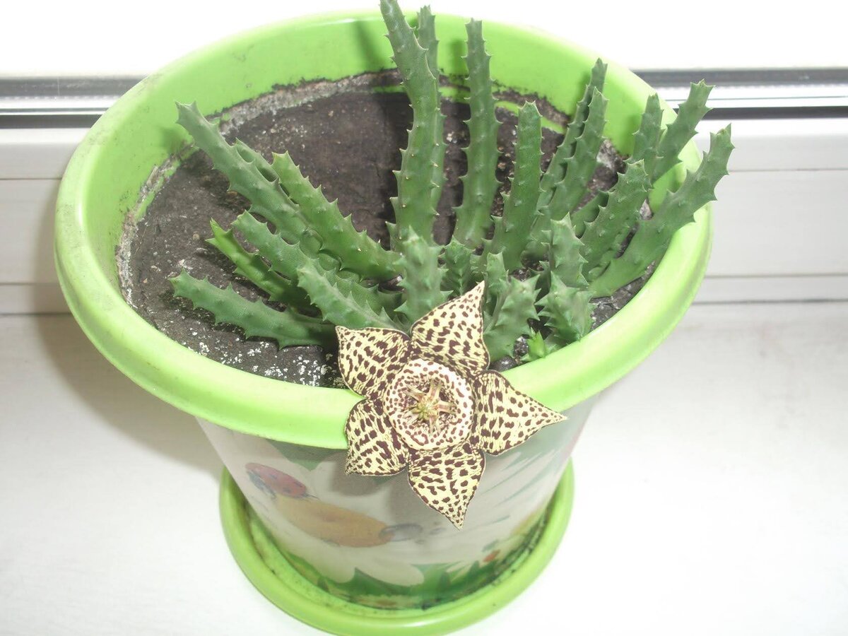 Фото автора  Гуэрния 