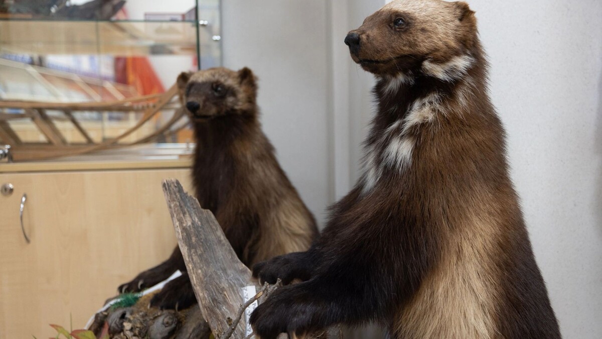    Фото: Сергей Зубков / «Ямал-Медиа»