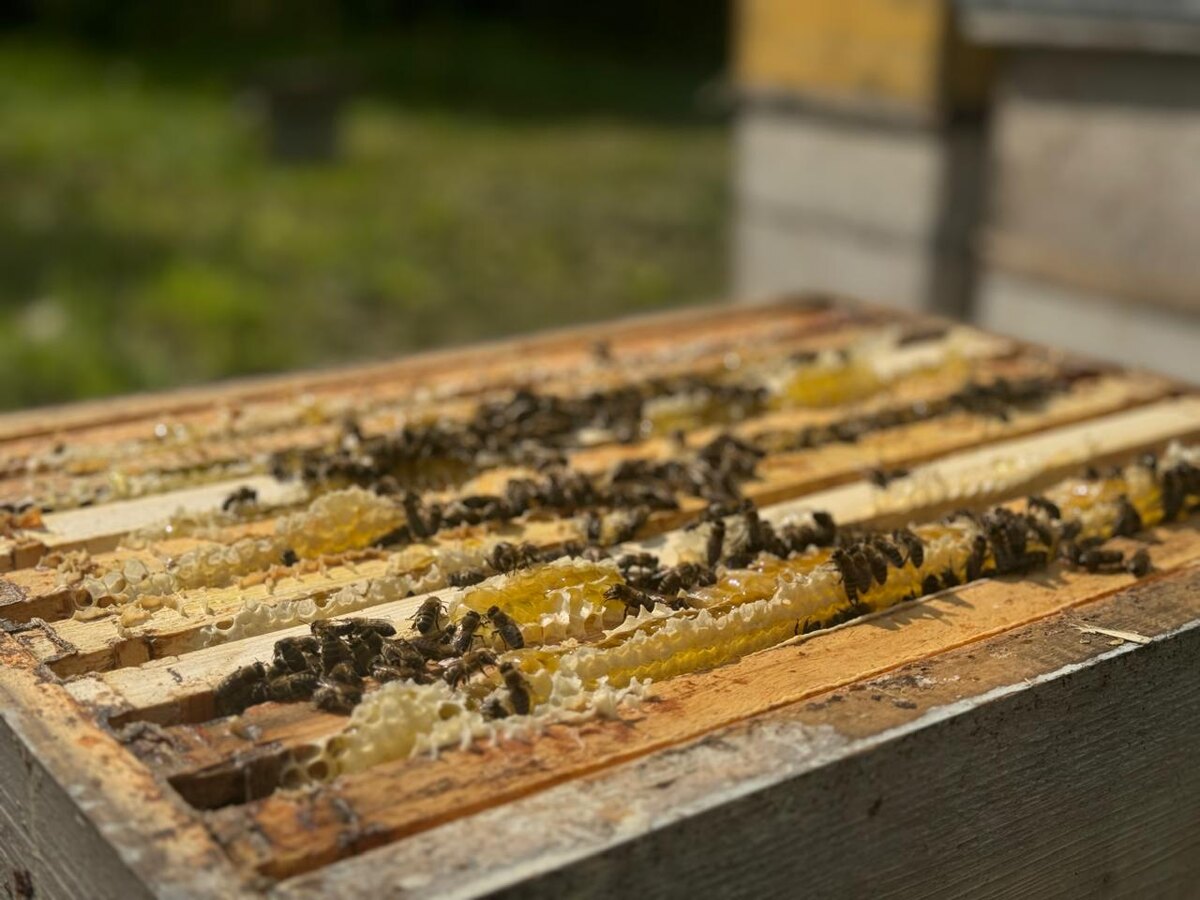 Пчеловодческое хозяйство ИП Иванова Геннадия Евгеньевича из села Тогул Тогульского района Алтайского края стало обладателем сертификата национального бренда «Сделано в России» по направлению «Органическое происхождение» за продукцию — натуральный мед, известный потребителям под брендом «Дары Салаира».