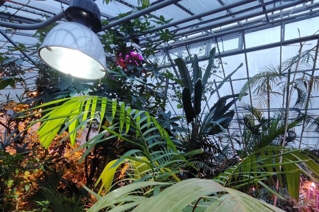    Коллеккция живых растений ботсада ПГНИУ входит в десятку крупнейших в России. Фото: Ботанический сад ПГНИУ