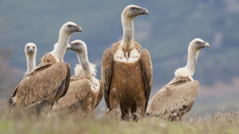     Стервятники freepik.com