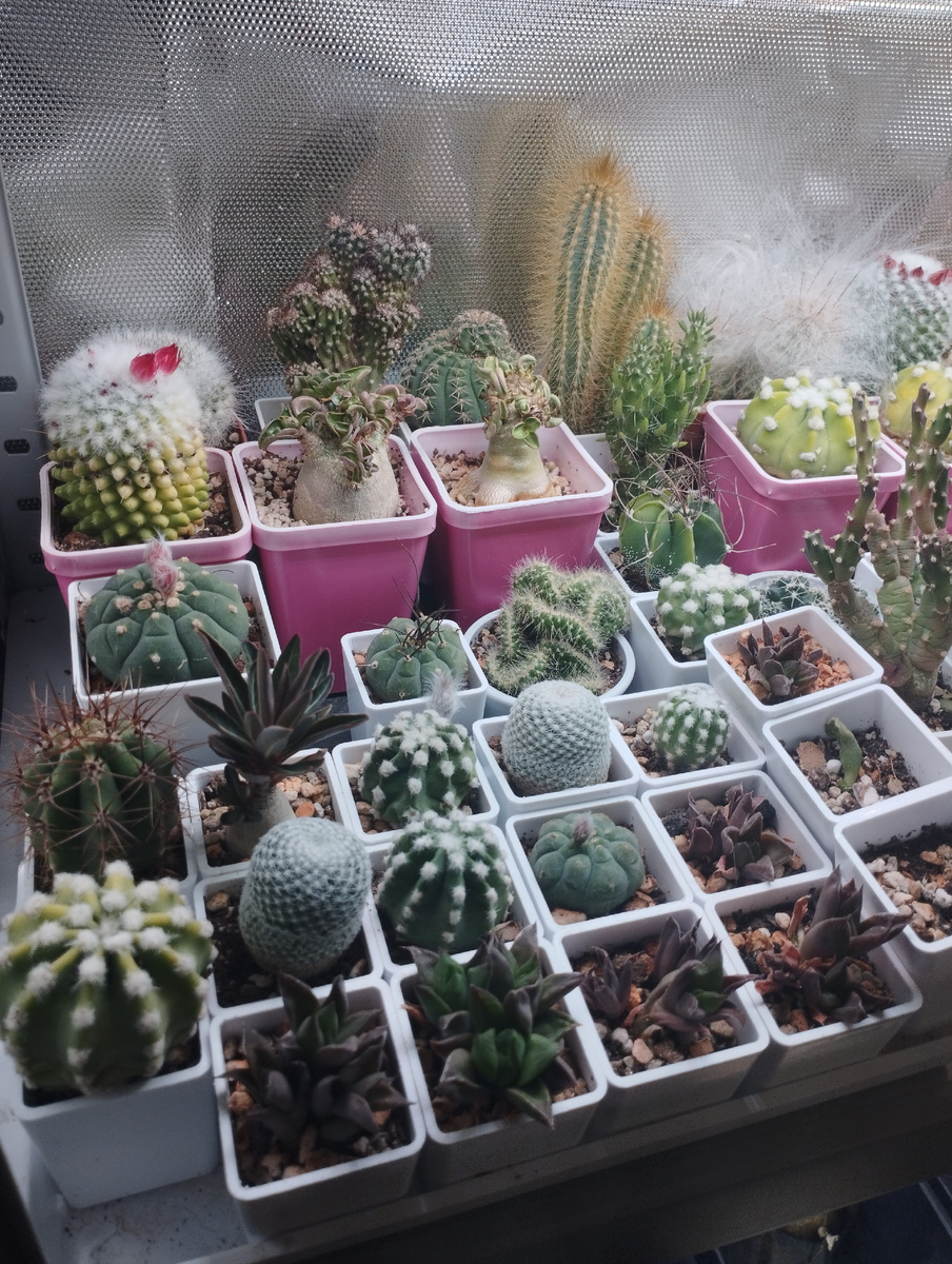 Все прожаривается под лампами солнышками