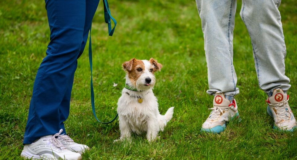    Забег с собаками «След в след» на «Зарайском бизоне 2025» / Медиасток.рф