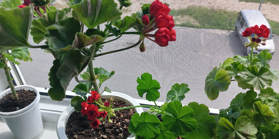 Лето самое время укоренять черенки Пеларгонии