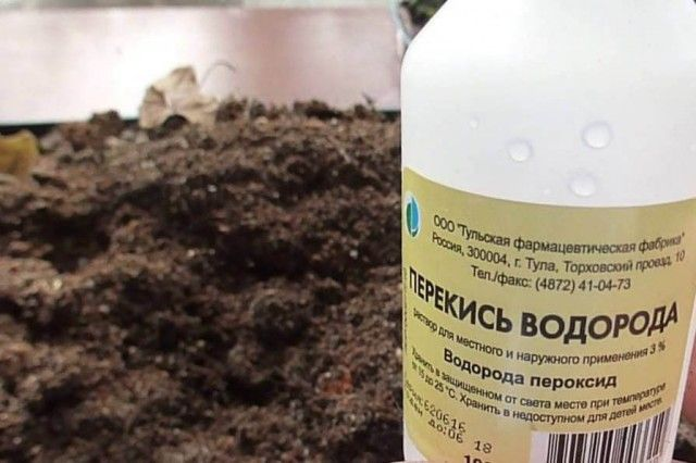 🍃 Огурцы не желтеют до самых морозов: чем я их опрыскиваю в августе и сентябре