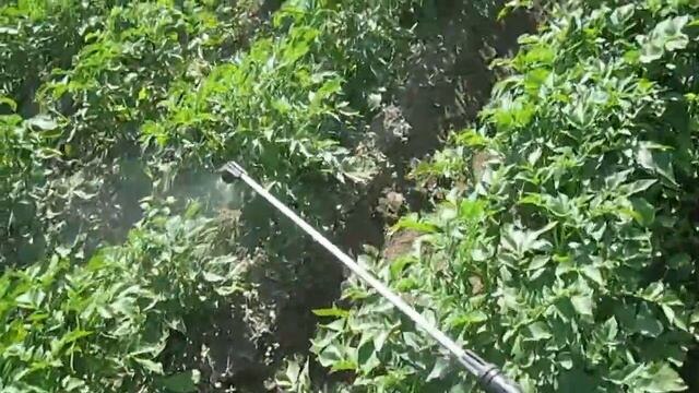 Обработка картофеля от колорадского жука