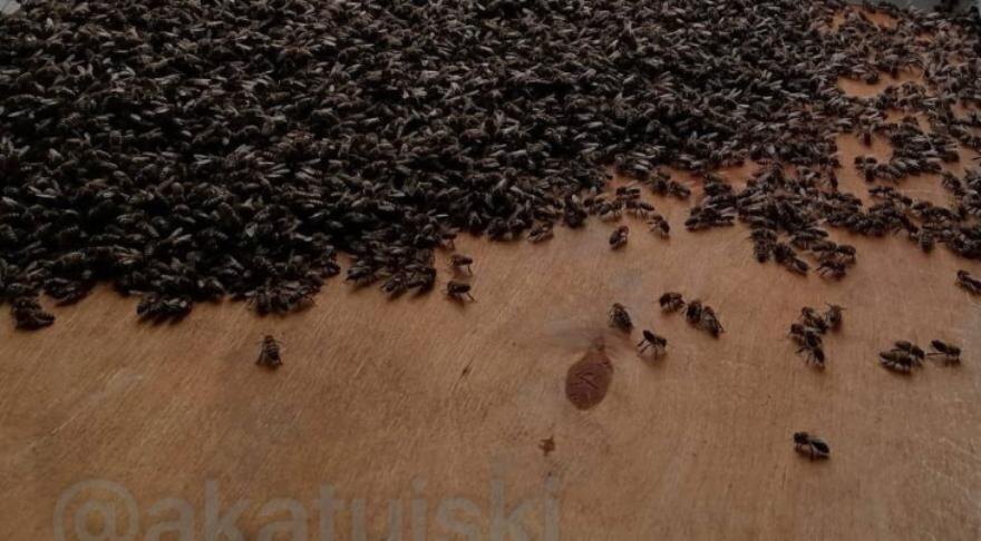    Фото - паблик ВКонтакте Типичная Затулинка