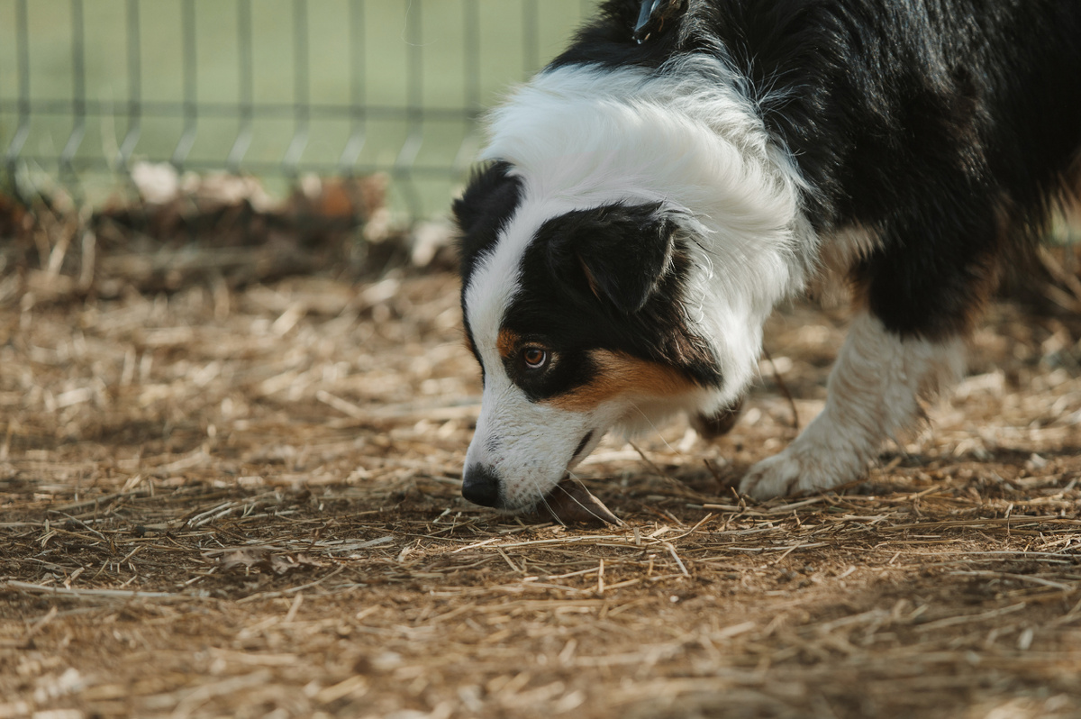Пастух идет по следу
