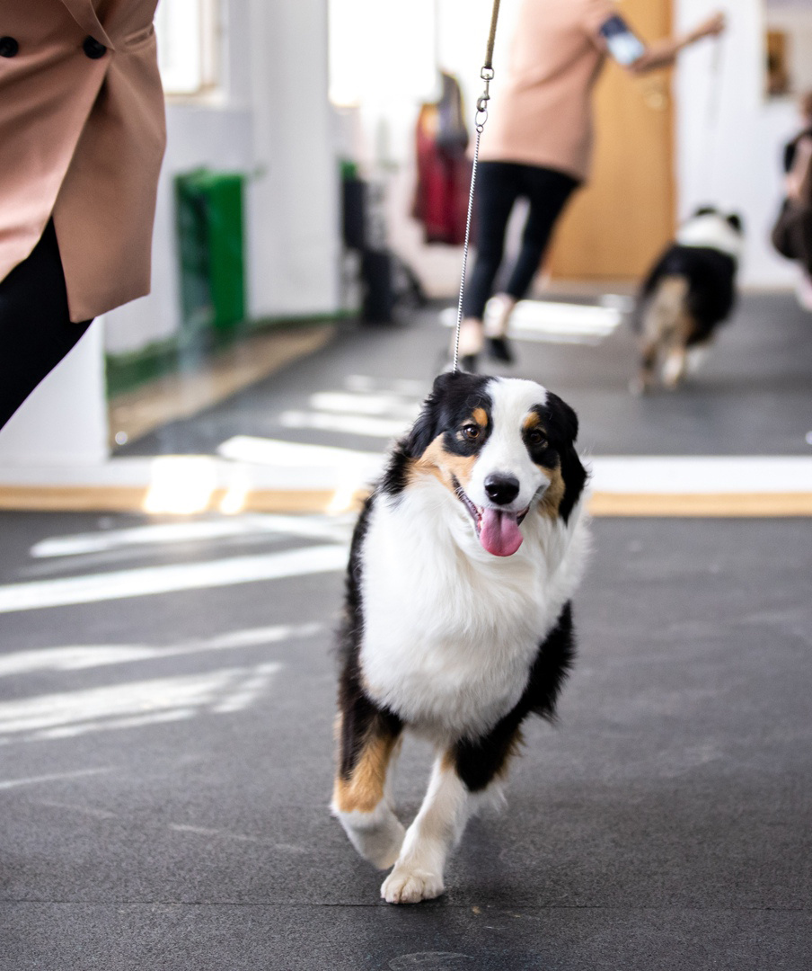 Через несколько часов после этого фото собачка превратится в порося