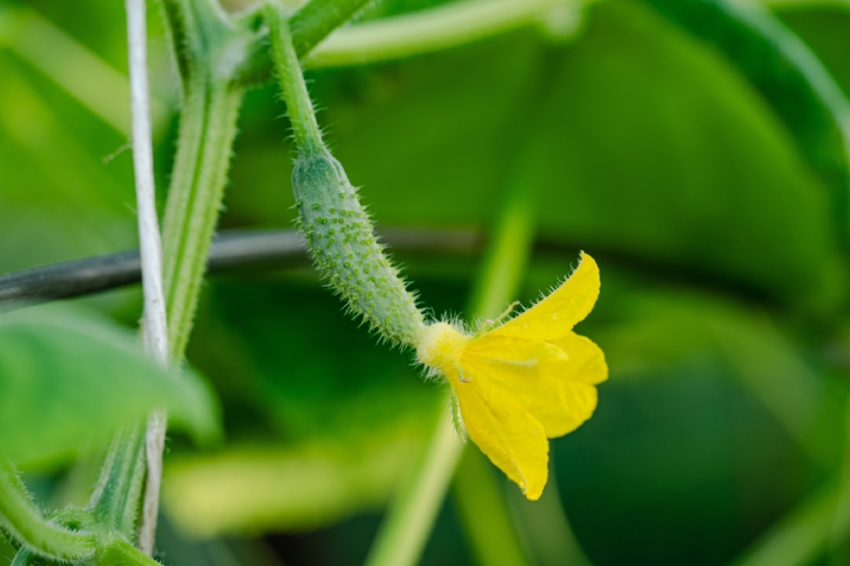 ShishkinStudio / Shuttersock / FOTODOM📷Пожелтевшие завязи заметно отличаются по цвету от здоровой листвы и стеблей