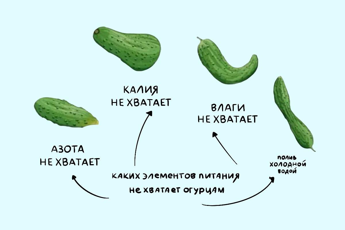 РБК Life📷При дефиците макро- и микроэлементов пожелтение завязей часто сочетается с деформацией самих огурцов: искривлением и пожелтением кончика